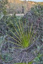 Palm frond macro of saw palmetto leaf in a lake in Andalusia Spain Royalty Free Stock Photo