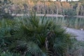 Palm frond macro of saw palmetto leaf in a lake in Andalusia Spain Royalty Free Stock Photo