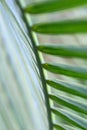 Palm Frond Underside Royalty Free Stock Photo