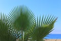 Palm fronds against a backdrop of blue sea and sky