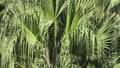 Palm Fronds Blowing in the Wind Close-Up