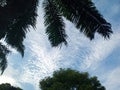 Palm fronds framing blue sky with clouds over treetops Royalty Free Stock Photo