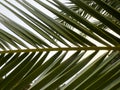 a palm fronds paradise island fruit climate shade exotic flora leaves shrub damp wet foliage florida growth fresh desert branch