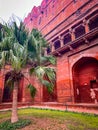 A palm in front of the red wall of Agra Fort in Agra, India Royalty Free Stock Photo