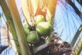 Palm fruit coconut growing on the coconut tree in the summer Royalty Free Stock Photo