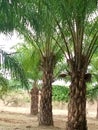 Palm fruit economical green plantation