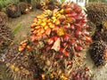 palm fruit, Indonesian palm oil commodity Royalty Free Stock Photo