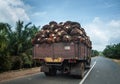 Palm fruit on lorry