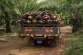 Palm fruit on lorry