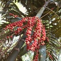 Palm fruit red Royalty Free Stock Photo