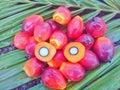 Palm fruit seeds is processed into croud palm oil