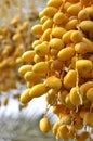 Palm Fruits Royalty Free Stock Photo