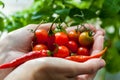 Palm full of cherry tomatoes and chili peppers close-up Royalty Free Stock Photo