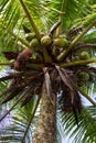 Palm full of coconuts on pontianak, west borneo Royalty Free Stock Photo