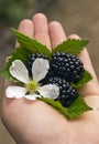 A palm full of ripe blackberries