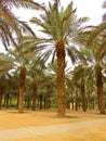 Palm garden