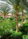 Palm garden