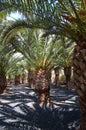 Palm garden