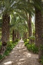 Palm Garden - Elche - Spain