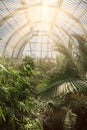 Palm garden in a greenhouse in Kew Royal Botanic Gardens Royalty Free Stock Photo