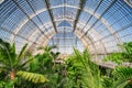 Palm garden in a greenhouse in Kew Royal Botanic Gardens Royalty Free Stock Photo