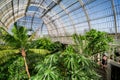 Palm garden in a greenhouse in Kew Royal Botanic Gardens Royalty Free Stock Photo