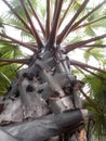 Palm in the garden up side view. Royalty Free Stock Photo