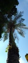 A PALM GIANT THAT FROMS AN UMBRELLA