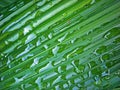 Palm grass leaf detail, Curculigo capitulata or Molineria capitulata, with water droplets, Rio Royalty Free Stock Photo