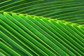 Palm green leaf Royalty Free Stock Photo