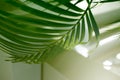 Palm green leaf. Tropical plants. Nature background