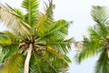 Palm green leaves over tropical coconut wood on exotic island. Royalty Free Stock Photo