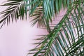 Palm green leaves on pink, tropical background Royalty Free Stock Photo