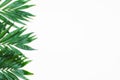 Palm Green Leaves Tropical Exotic Tree Isoalted on White Background. Holliday Patern Template