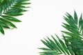 Palm Green Leaves Tropical Exotic Tree Isoalted on White Background. Holliday Patern Template