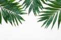 Palm Green Leaves Tropical Exotic Tree Isoalted on White Background. Holliday Patern Template