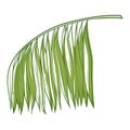 Palm green tropical branch, natural exotic plant