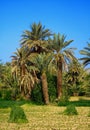 Palm grove Royalty Free Stock Photo