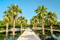 Palm Grove in Al Shaheed Park, Kuwait City Royalty Free Stock Photo