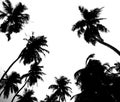 Palm Grove in Black and White Royalty Free Stock Photo