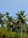 Palm grove