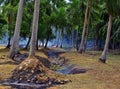 Palm grove after burning deciduous trash