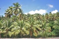 Palm grove Royalty Free Stock Photo