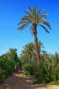 Palm grove in Morocco Royalty Free Stock Photo