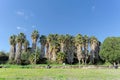 Palm Grove on the shore of the Sea of Galilee in Israel.