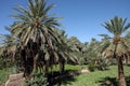 Palm grove of tafilalet Royalty Free Stock Photo