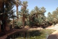 Palm grove of tafilalet in morocco Royalty Free Stock Photo