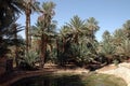 Palm grove of tafilalet Royalty Free Stock Photo