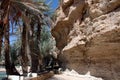 Palm grove of tafilalet in morocco Royalty Free Stock Photo