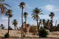 Palm grove of tafilalet in morocco Royalty Free Stock Photo